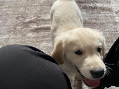 Golden Retriever male IKC registered