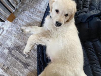 Golden Retriever male IKC registered