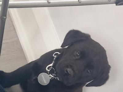 Black labrador puppy  male 6 months old