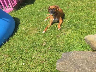 Boxer female 9mths