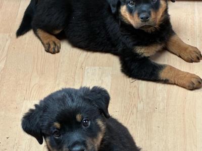 Gorgeous Rottweiler puppies in Cork looking for Loving Forever homes ❤️