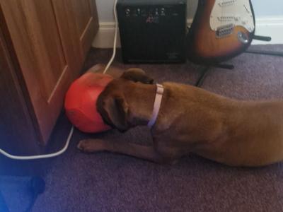 Boxer female 9mths