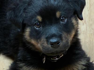 Gorgeous Rottweiler puppies in Cork looking for Loving Forever homes ❤️