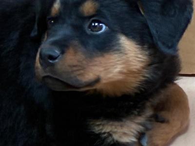 Gorgeous Rottweiler puppies in Cork looking for Loving Forever homes ❤️