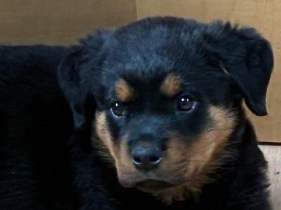 Gorgeous Rottweiler puppies in Cork looking for Loving Forever homes ❤️