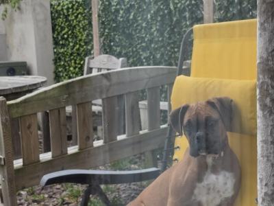 Boxer female 9mths