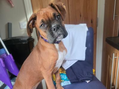 Boxer female 9mths