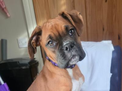 Female Boxer puppy 9 months old in Wexford