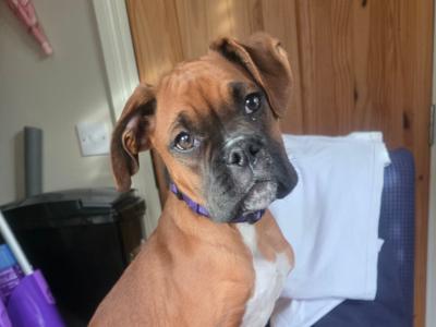 Female Boxer puppy 9 months old in Wexford