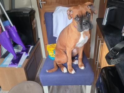 Boxer female 9mths