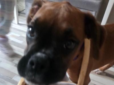Boxer female 9mths