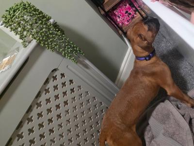 Boxer female 9mths
