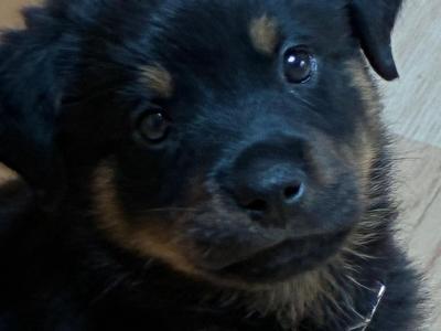 Gorgeous Rottweiler puppies in Cork looking for Loving Forever homes ❤️
