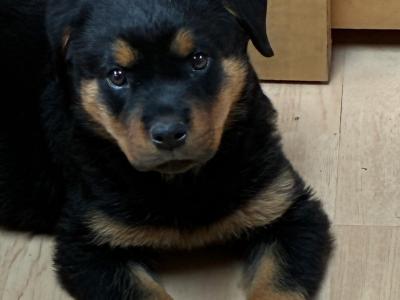 Gorgeous Rottweiler puppies in Cork looking for Loving Forever homes ❤️