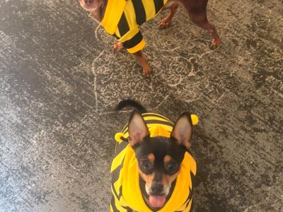 Male Russian Toy Terrier puppy DJ in Louth