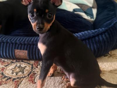 Male Russian Toy Terrier puppy DJ in Louth