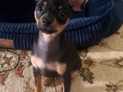 Male Russian Toy Terrier puppy DJ in Louth