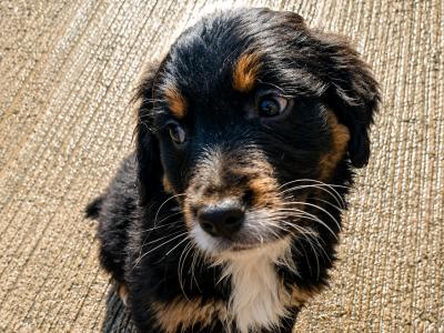 Bernese Mountain Dog x Golden Retriever puppies