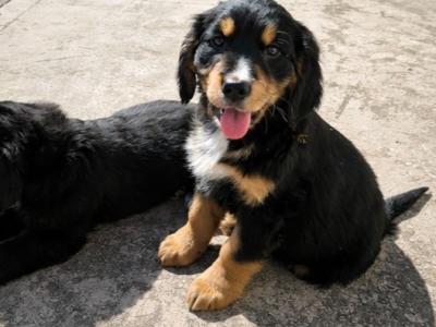 Bernese Mountain Dog x Golden Retriever puppies