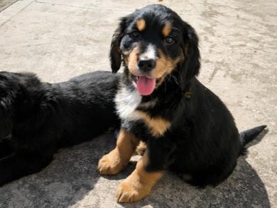 Bernese Mountain Dog x Golden Retriever puppies in Monaghan