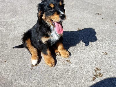 Bernese Mountain Dog x Golden Retriever puppies