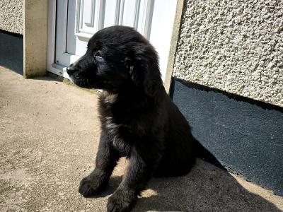 Bernese Mountain Dog x Golden Retriever puppies