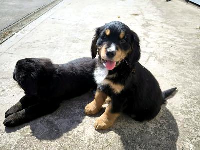 Bernese Mountain Dog x Golden Retriever puppies