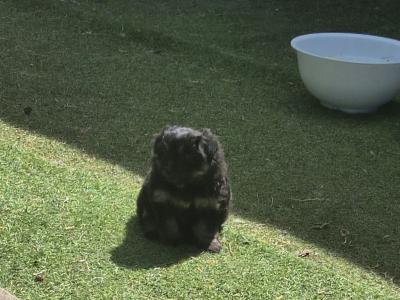 Beautiful Poochon x Pomeranian puppies in Clare