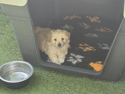 Beautiful Poochon x Pomeranian puppies in Clare