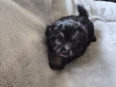 Beautiful Poochon x Pomeranian puppies in Clare