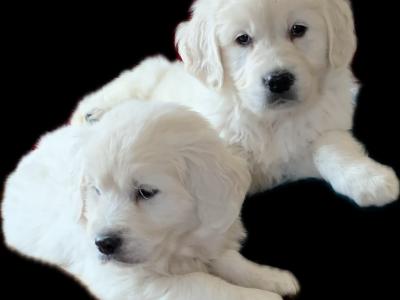 Gorgeous Golden Retriever puppies Cork IKC registration available