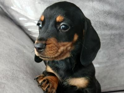 Dachshund puppies in Dublin