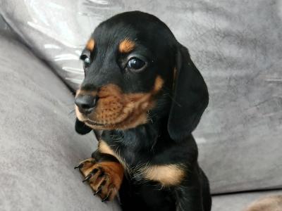 Dachshund puppies in Dublin