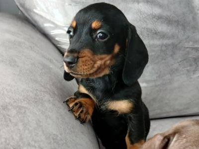 Dachshund puppies in Dublin