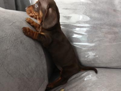 Dachshund puppies in Dublin
