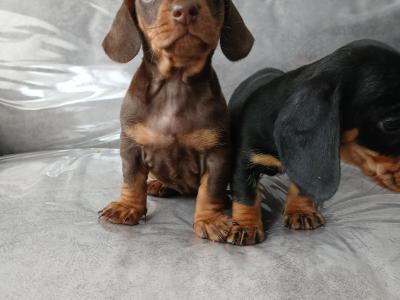 Dachshund puppies in Dublin