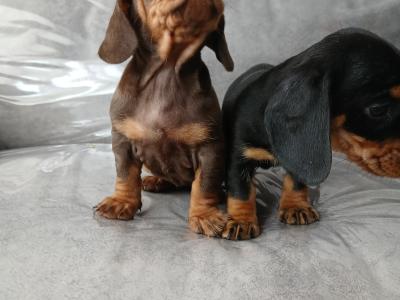 Dachshund puppies in Dublin