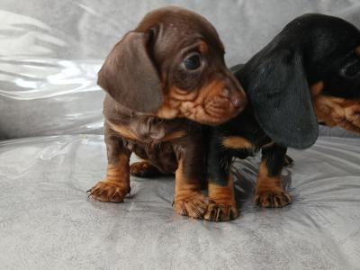 Dachshund puppies in Dublin