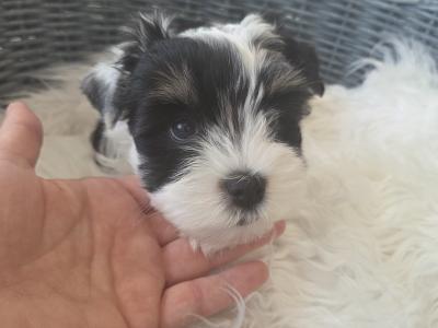 Last BOY Pedigree Biewer Yorkshire Terrier puppies in Donegal