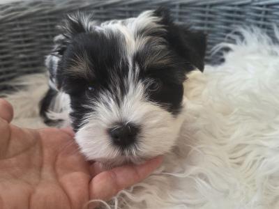 Last BOY Pedigree Biewer Yorkshire Terrier puppies in Donegal