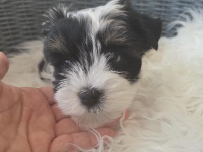 Last BOY Pedigree Biewer Yorkshire Terrier puppies in Donegal