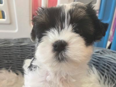 Last BOY Pedigree Biewer Yorkshire Terrier puppies in Donegal