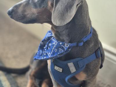 Stunning Dachshund boy for stud in Louth