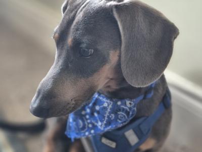 Stunning Dachshund boy for stud in Louth