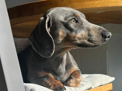 Stunning Dachshund boy for stud in Louth