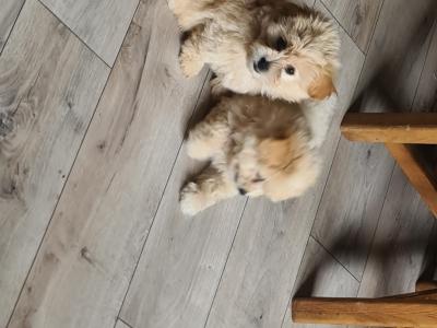Beautiful Poochon x Pomeranian puppies in Clare