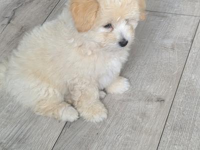 Beautiful Poochon x Pomeranian puppies in Clare