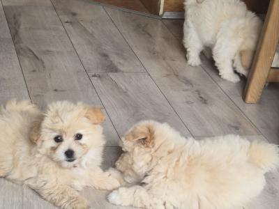 Beautiful Poochon x Pomeranian puppies in Clare