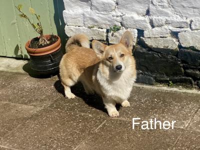 Pedigree Corgi puppies for sale IKC Registered (pending)
