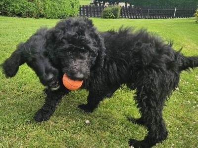 Bordoodle Pups: Poodle/Border Collie Cross